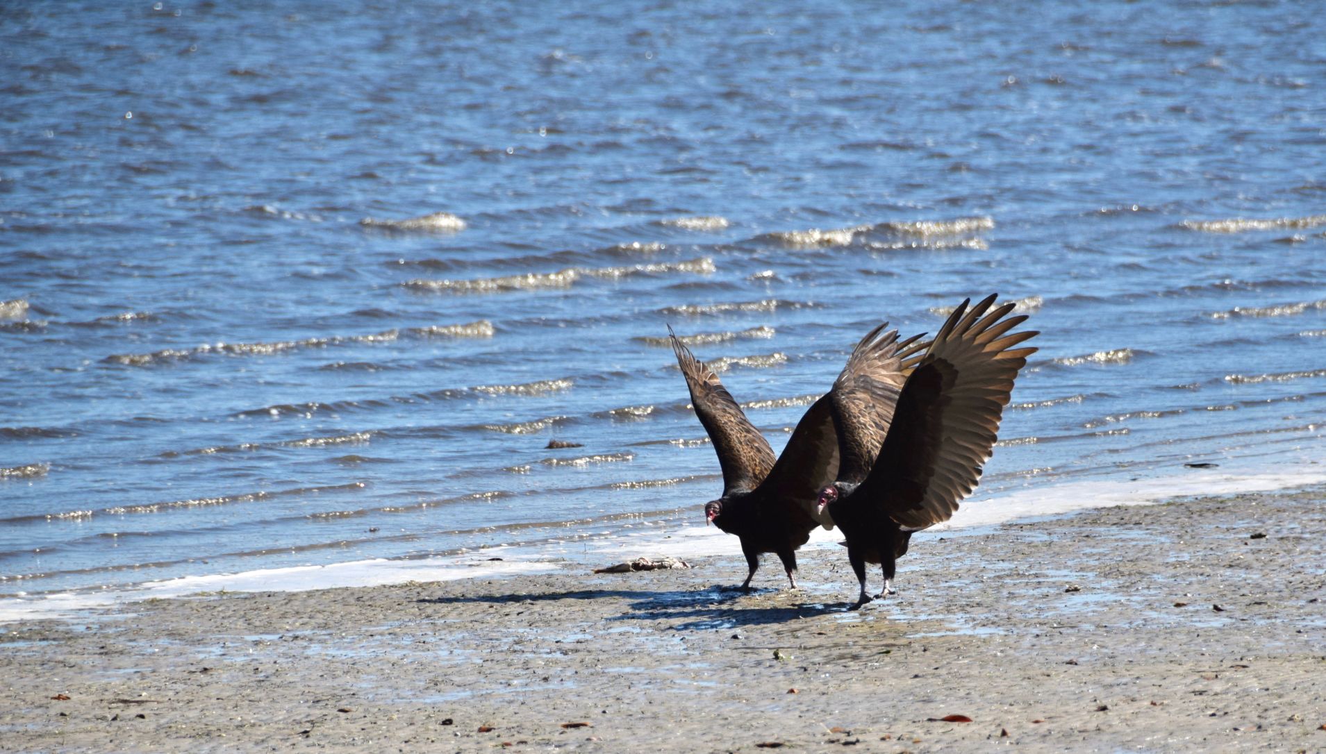 Vultures